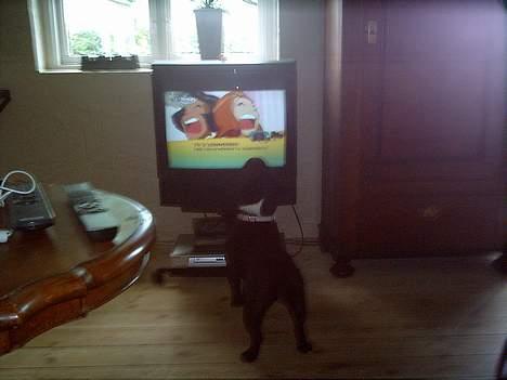 Fransk bulldog Olga - snus snus billede 20