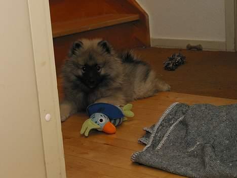 Keeshond Keeshos Buska - Der findes ikke noget bedre end at lege med Andrea billede 18