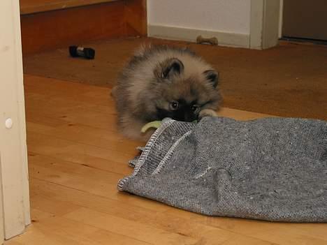 Keeshond Keeshos Buska - Hvad kigger du på? billede 19