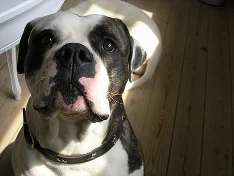 Amerikansk bulldog simba billede 1