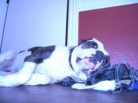 Amerikansk bulldog simba billede 3