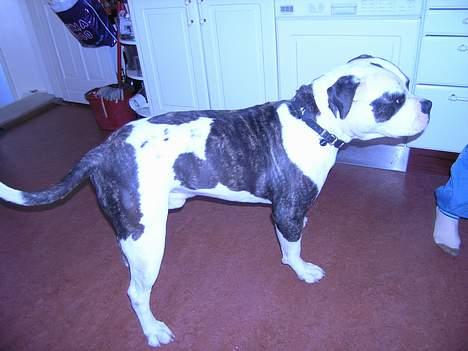 Amerikansk bulldog simba billede 5