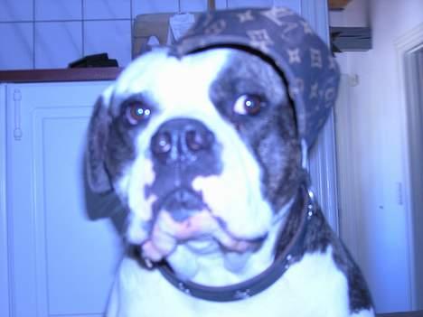 Amerikansk bulldog simba billede 6
