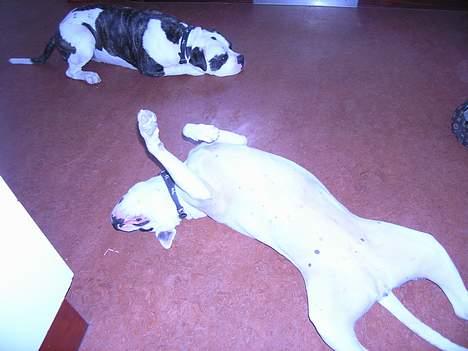 Amerikansk bulldog simba billede 7