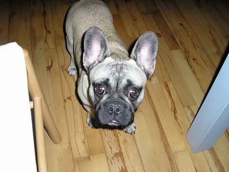 Fransk bulldog Bimmer - Nogen siger at jeg har flagermus øre, passer det.? billede 17