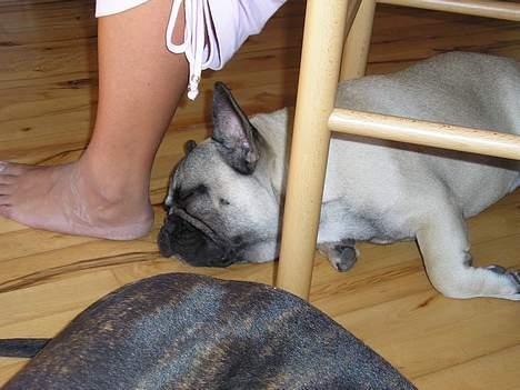 Fransk bulldog Bimmer - Efter en lang dag på dyreskuet, bliver man lidt træt.. billede 18