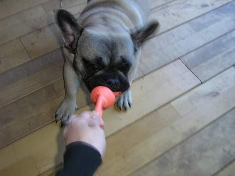 Fransk bulldog Bimmer - Kom med min sut.. billede 19