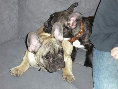 Fransk bulldog Bimmer - Min bedste ven, Gangster, kan godt lide at ligge på mig.. billede 20