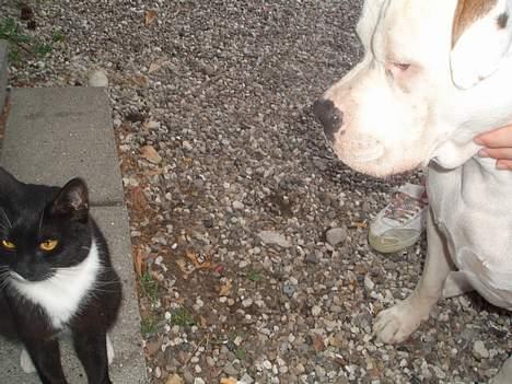 Amerikansk bulldog Bella R.I.P - uhh jeg har sådan en lyst til at kysse dig  billede 12