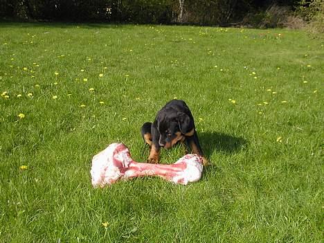 Rottweiler Rinkenæs' Iron - En af vores gode venner er slagter,og han synes da, at jeg skulle have et "lille" ben, som jeg kunne gnave af. Mmmmm! billede 7