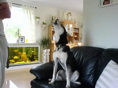 Siberian husky Buffy - Buffy hyler... Det gør hun hver gang vi siger som en kat.. hehe.. lidt sjovt! billede 4