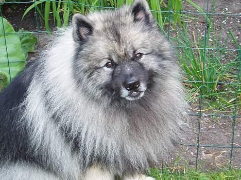 Keeshond keeshos bosco - Dejlig frik vejr idag,jeg hader varmen billede 13