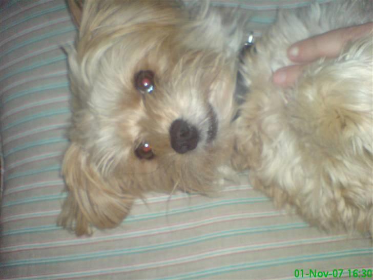 Blanding af racer NUSER billede 19