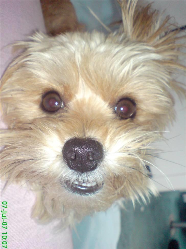 Blanding af racer NUSER billede 20