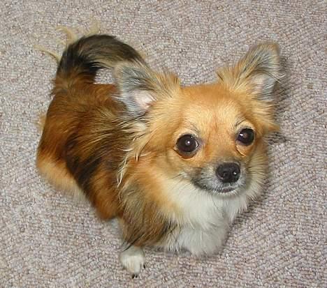 Chihuahua FIE . "RIP". Du er savnet billede 1