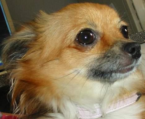 Chihuahua FIE . "RIP". Du er savnet billede 2