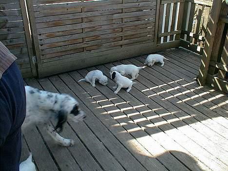 Engelsk setter Zoro - Da vi var henne og se på det fine kuld 1. gang :) billede 5