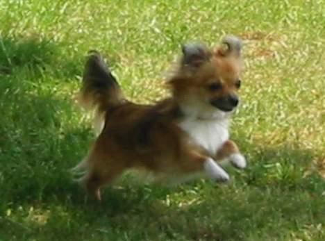 Chihuahua FIE . "RIP". Du er savnet - Kan altså ikk fange den flue... billede 3