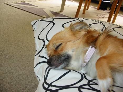 Chihuahua FIE . "RIP". Du er savnet - UMMM dejligt med en lur.. billede 4