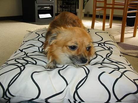 Chihuahua FIE . "RIP". Du er savnet - Du skal ikk komme og tage MIN pude... billede 5