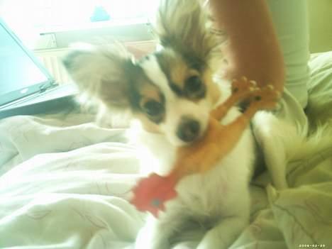 Papillon Tyson billede 6