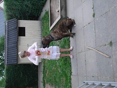 Amerikansk bulldog Buster - Buster venter spændt på at få sin fødselsdagsgave billede 9