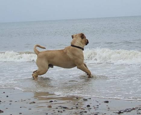 Boerboel ~ Victor ~ R.I.P - Flygter fra tsunamien *G*  (d 9 juli) billede 12