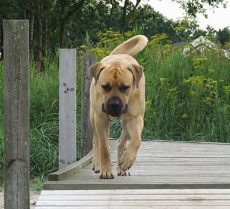 Boerboel ~ Victor ~ R.I.P - Den glade mastiff (d 10 juli) billede 13