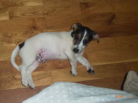 Jack russell terrier Diesel billede 1