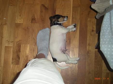 Jack russell terrier Diesel billede 2