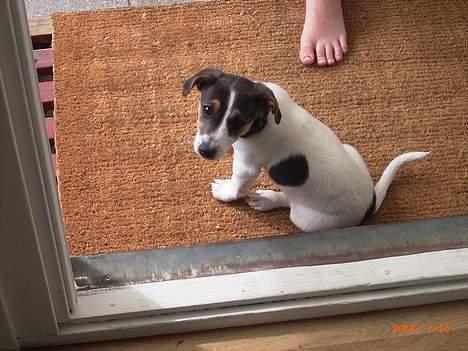 Jack russell terrier Diesel billede 3