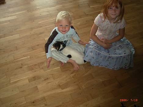 Jack russell terrier Diesel billede 4