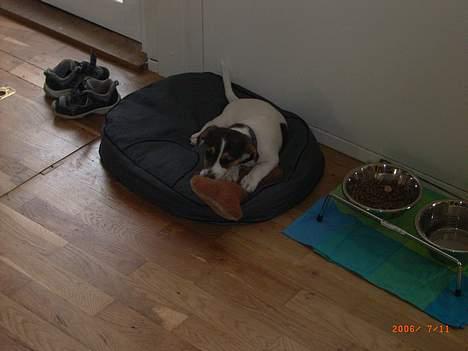 Jack russell terrier Diesel billede 5