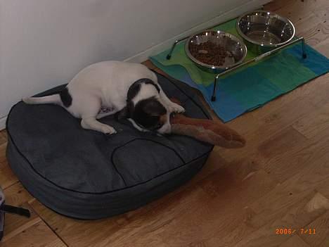 Jack russell terrier Diesel billede 6