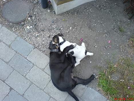 Jack russell terrier Diesel - Min halvbror Malthe billede 7