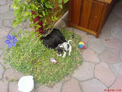 Jack russell terrier Diesel - Min halvbror Malthe billede 8