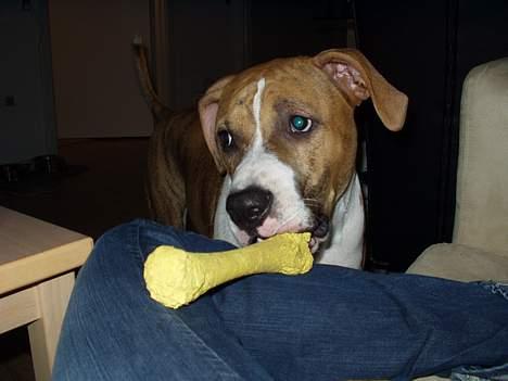 Amerikansk staffordshire terrier Kenzo billede 18