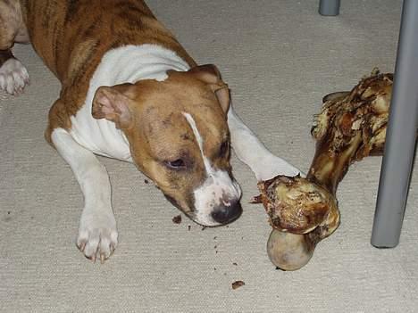 Amerikansk staffordshire terrier Kenzo - 6 mdr og et helt nyt okse lårben billede 19