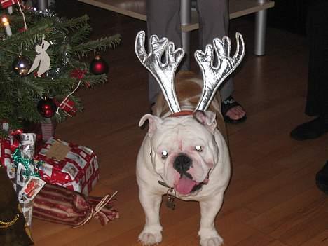 Engelsk bulldog Sumo billede 1