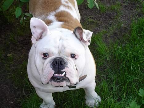 Engelsk bulldog Sumo billede 2