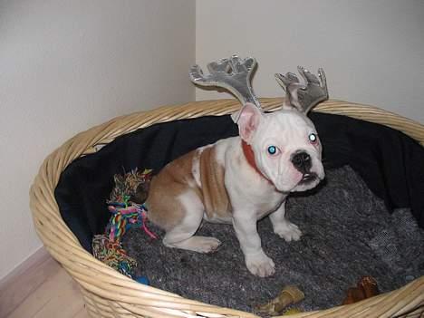 Engelsk bulldog Sumo billede 3