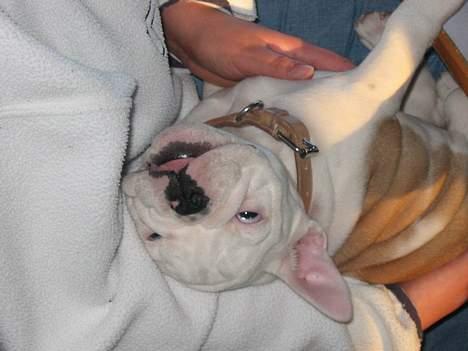 Engelsk bulldog Sumo billede 4