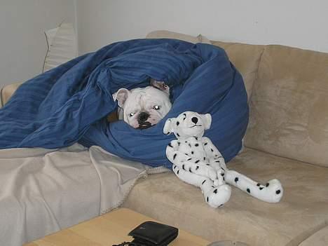 Engelsk bulldog Sumo billede 5