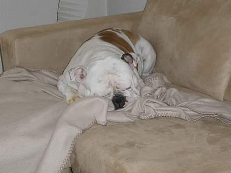 Engelsk bulldog Sumo billede 6