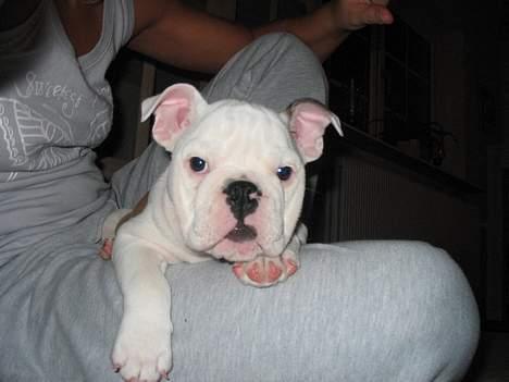 Engelsk bulldog Sumo billede 7