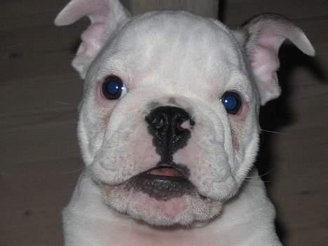 Engelsk bulldog Sumo billede 8