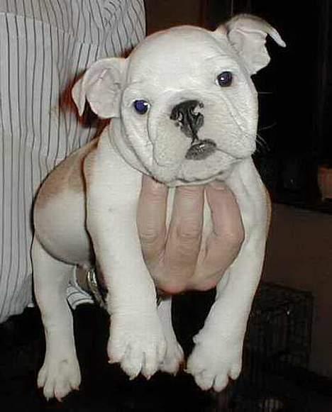 Engelsk bulldog Sumo billede 9