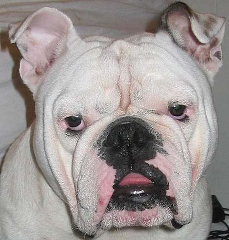 Engelsk bulldog Sumo billede 10