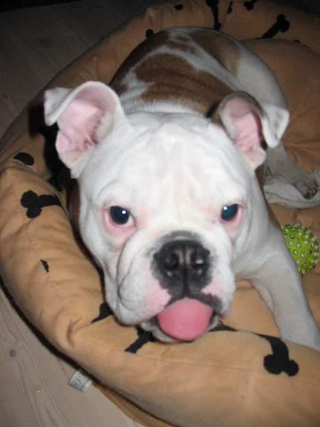 Engelsk bulldog Sumo billede 11