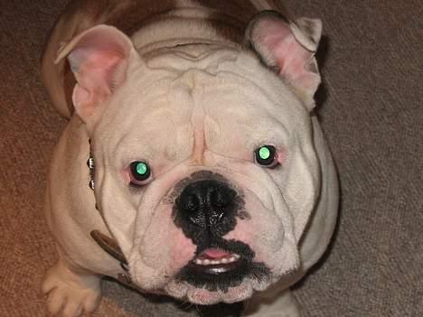 Engelsk bulldog Sumo billede 12